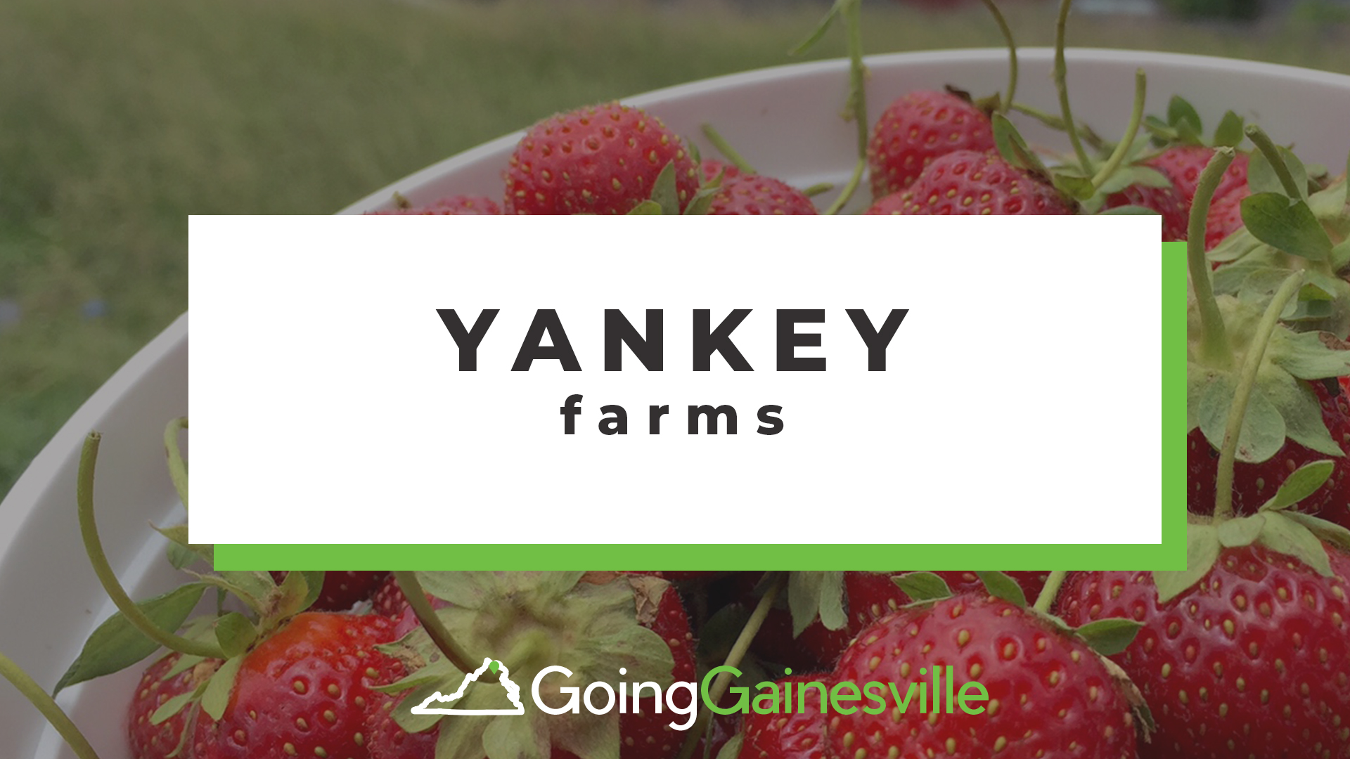 Yankey Farms